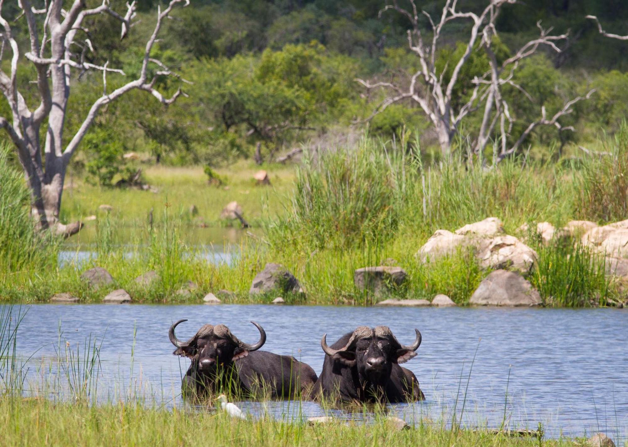 Mjejane Bush Camp By Dream Resorts Hectorspruit Екстериор снимка