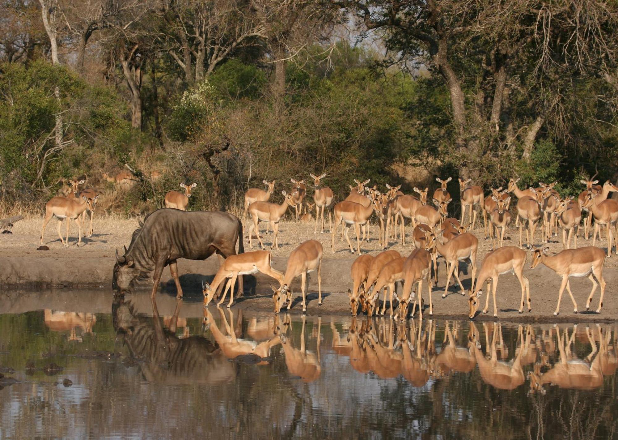 Mjejane Bush Camp By Dream Resorts Hectorspruit Екстериор снимка